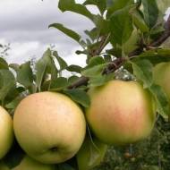 Саженец Яблоня Луна в контейнере