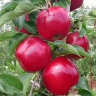 Саженец Яблоня Моди в контейнере