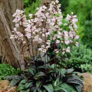 Саженец пенстемона Dark Towers в контейнере