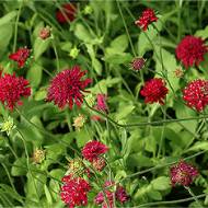 Саженец Кнаутии македонской в контейнере