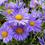 Саженец астры альпийской Виолет в контейнере