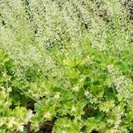 Саженец гейхеры Rex Lime в контейнере