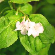 Саженец вейгелы Lime Monster в контейнере