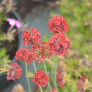 Саженец армерии псевдоармерии Ballerina Red в контейнере