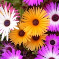 Доротеантус смесь за 0,3 г