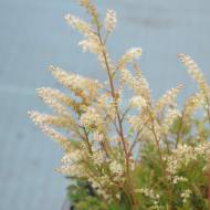 Саженец таволжника (волжанки) Петрушколистый в контейнере