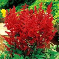 Саженец астильбы Fanal в контейнере