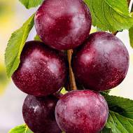 Саженец Шарафуга красная в контейнере