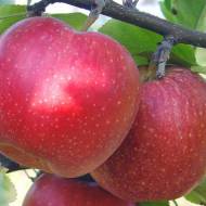 Саженец Яблоня Гала Маст в контейнере