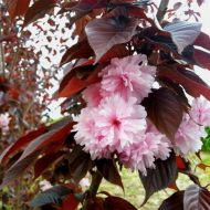 Саджанець Сакура Роял Бургунді в контейнері