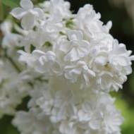 Саженец сирени Леся Украинка в контейнере