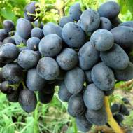 Саженец Виноград Руслан в контейнере