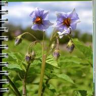 Визначник хвороб та шкідників картоплі