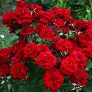 Роза спрей Кордула в контейнере