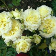 Роза английская Эльф в контейнере