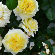 Роза почвопокровная Надя Меяндекор в контейнере