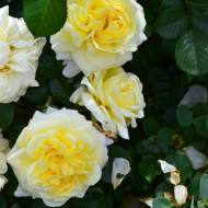 Роза почвопокровная Надя Меяндекор