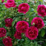 Роза английская Вильямс Шекспир в контейнере