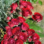 Троянда спрей Ред сенсейшн в контейнері