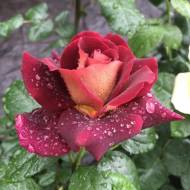 Троянда чайно-гібридна Едді Мітчел в контейнері