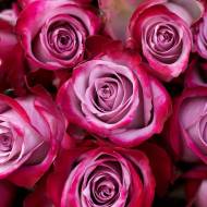 Троянда чайно-гібридна Діп Пурпл в контейнері