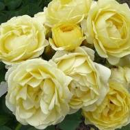 Троянда флорибунда Комтесс де баррі в контейнері