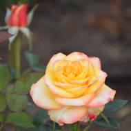 Троянда чайно-гібридна Вищий світ в контейнері