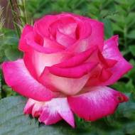 Троянда чайно-гібридна Лан Піон