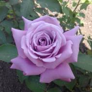 Троянда плетиста Блю мун в контейнері