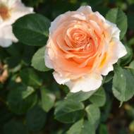 Роза плетистая Полька в контейнере