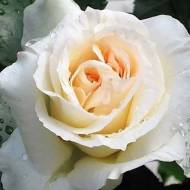 Роза плетистая Шнивальцер в контейнере