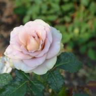 Роза чайно-гибридная Амнезия в контейнере