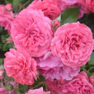 Роза парковая Розариум Ютерзейн в контейнере