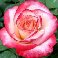 Роза чайно-гибридная Атракта в контейнере