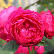 Роза чайно-гибридная Аскот в контейнере