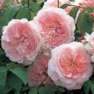 Роза английская Мисс Алиса в контейнере