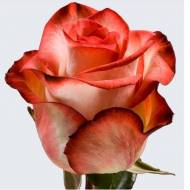 Роза чайно-гибридная Блаш в контейнере