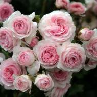 Роза флорибунда Лариса в контейнере