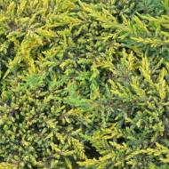 Саженец можжевельника обыкновенного Goldshatz в контейнере