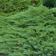 Саженец можжевельника казацкого Tamariscifolia в контейнере