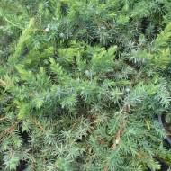 Саженец можжевельника прибрежного Schlager в контейнере