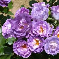 Роза флорибунда Блю Фо Ю в контейнере