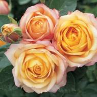 Роза спрей Беби Романтика в контейнере