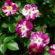 Троянда плетиста Ох Вау в контейнері