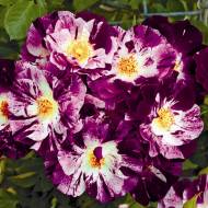 Роза плетистая Ох Вау в контейнере