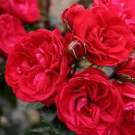 Роза плетистая Ред Эен Роуз в контейнере