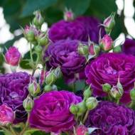 Роза флорибунда Пурпл Еден в контейнере