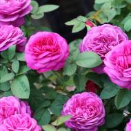 Троянда флорибунда Хайді Клум в контейнері