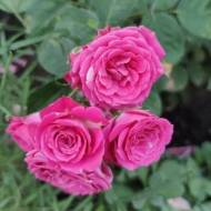 Троянда спрей Лавлі Лідія в контейнері