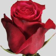 Роза чайно-гибридная Черри Лайф в контейнере